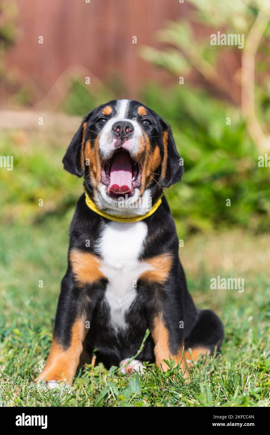 Greater Swiss Mountain Dog Puppy Stock Photo