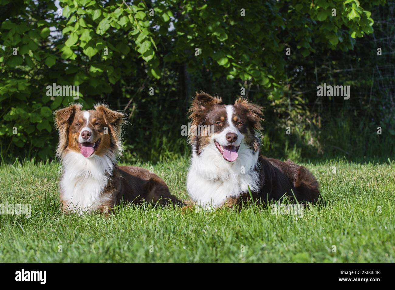 2 Australian Shepherds Stock Photo Alamy