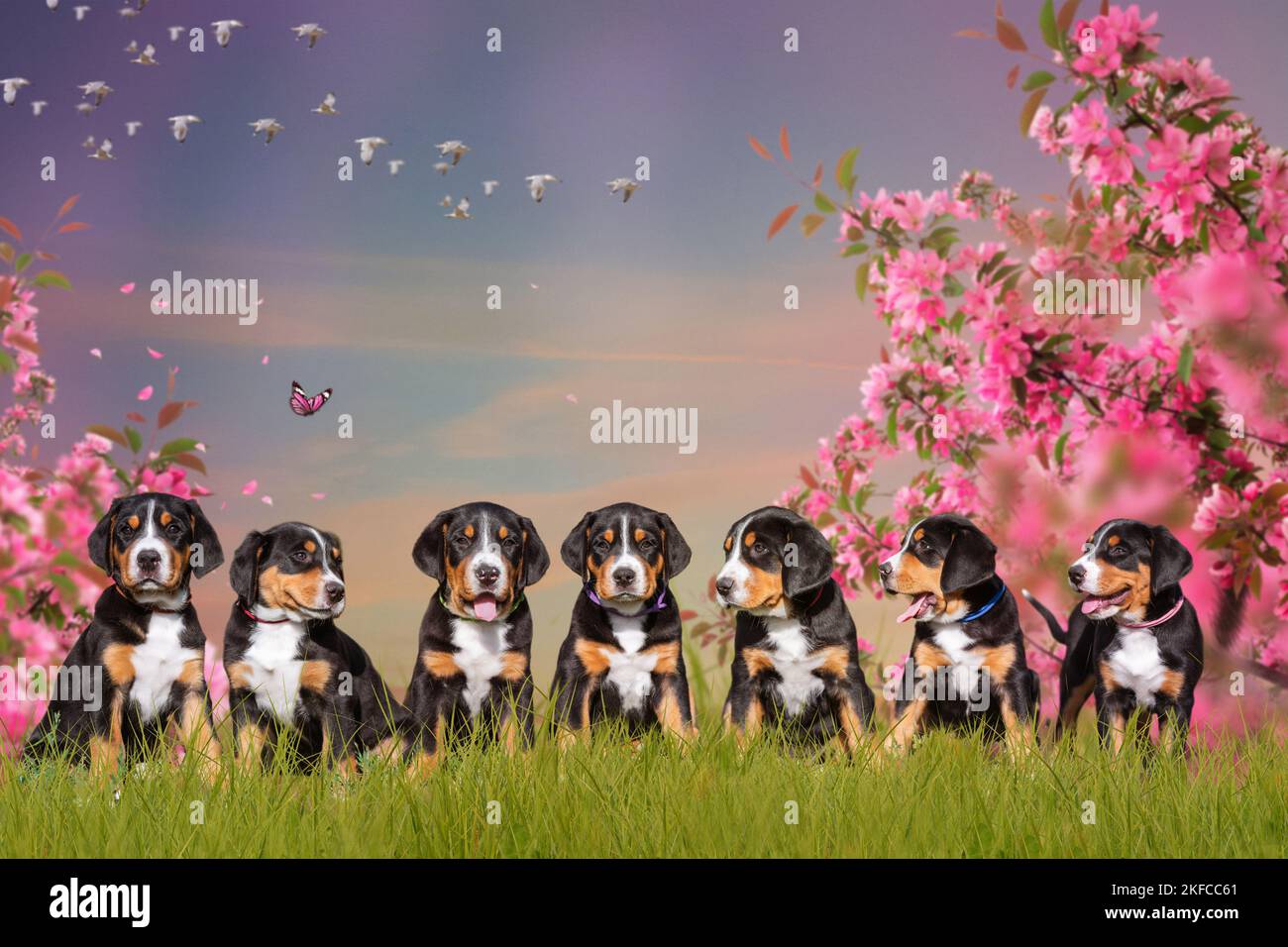 Greater Swiss Mountain Dog Puppies Stock Photo