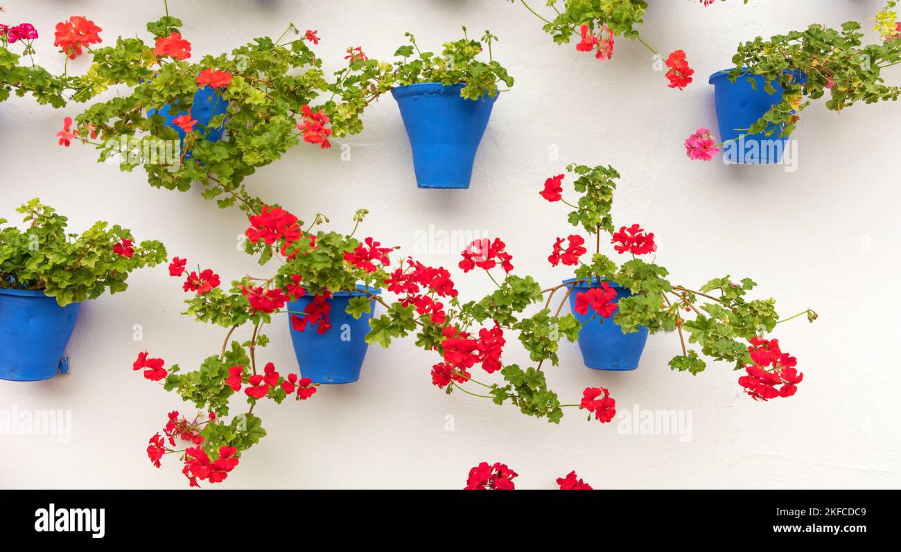 Geraniums in blue flower pots on a wall in Granada, Andalucia, Spain Stock Photo