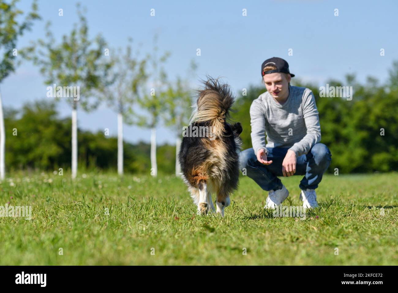 humans with Australian Shepherd Stock Photo Alamy