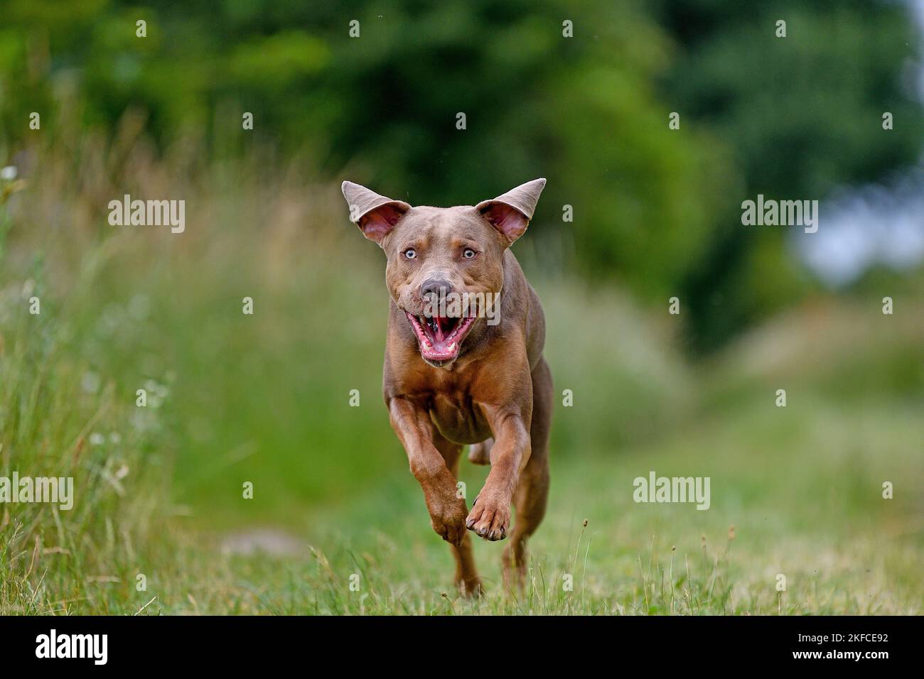 running Louisiana Catahoula Leopard Dog Stock Photo Alamy