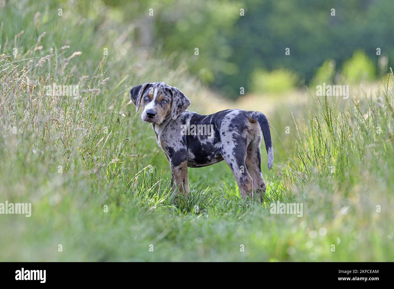 Louisiana Catahoula Leopard Dog Puppy Stock Photo Alamy