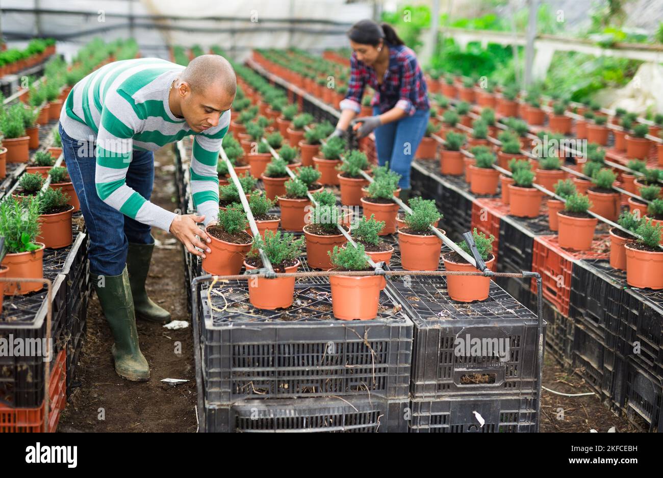 Man controlling quality of seedlings in organic glasshouse plantation Stock Photo