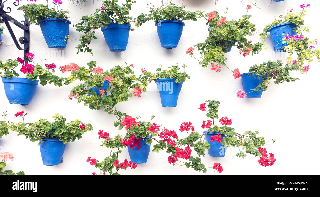 Geraniums in blue flower pots on a wall, Andalusia, Spain Stock Photo