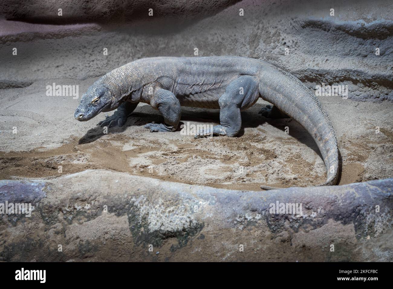 A komodo dragon. Varan. Closeup of monitor lizard in a zoo. Closeup Savannah Monitor on Stone with Sand.  Stock Photo
