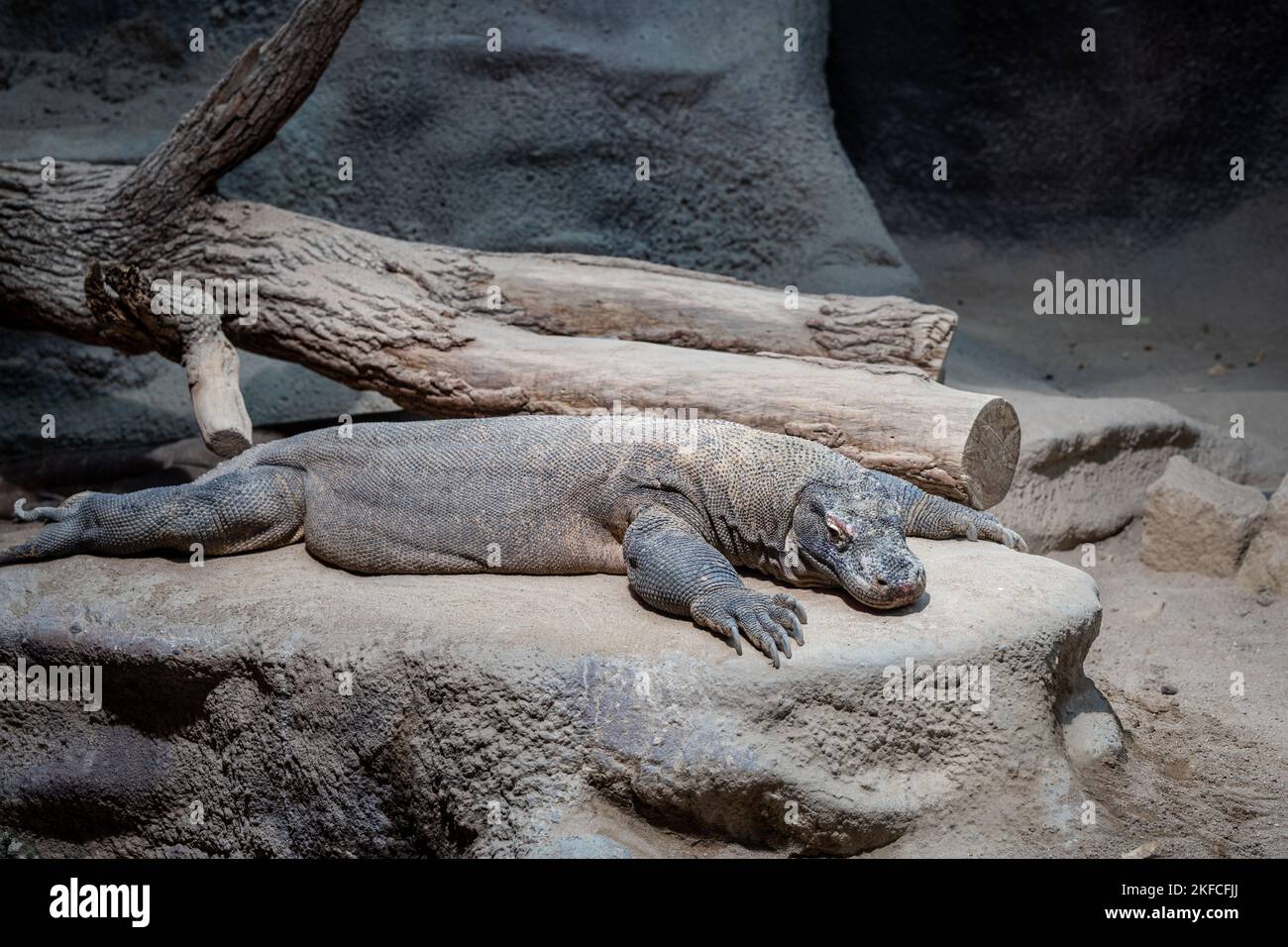 Closeup of monitor lizard in a zoo Stock Photo