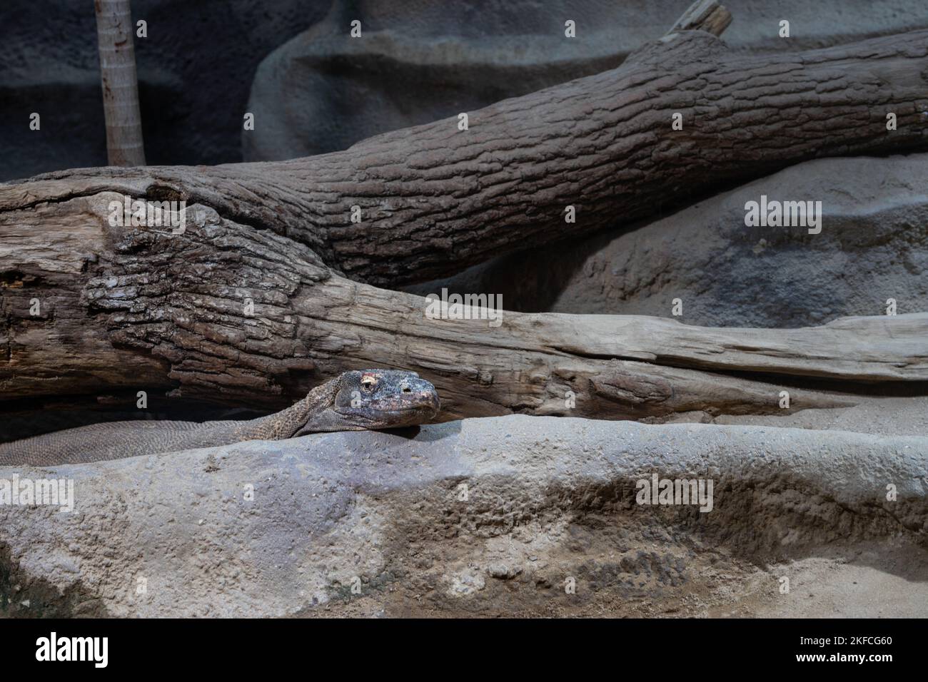 Closeup Savannah Monitor on Stone with Sand. A komodo dragon. Varan. Closeup of monitor lizard in a zoo Stock Photo