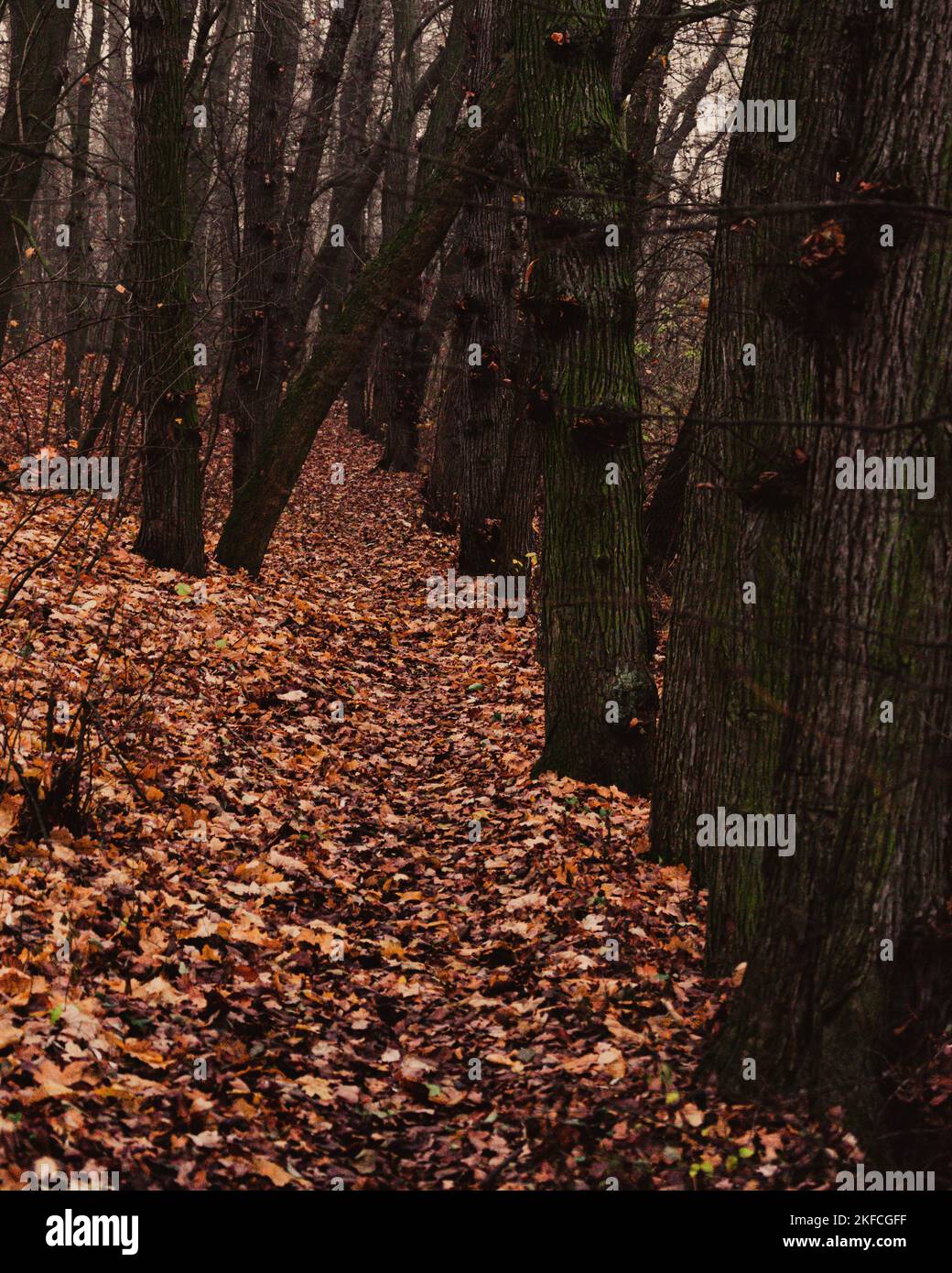 Pathway filled fallen leaves hi-res stock photography and images - Alamy