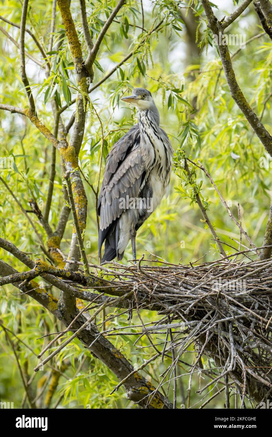 grey heron sit in trees Stock Photo