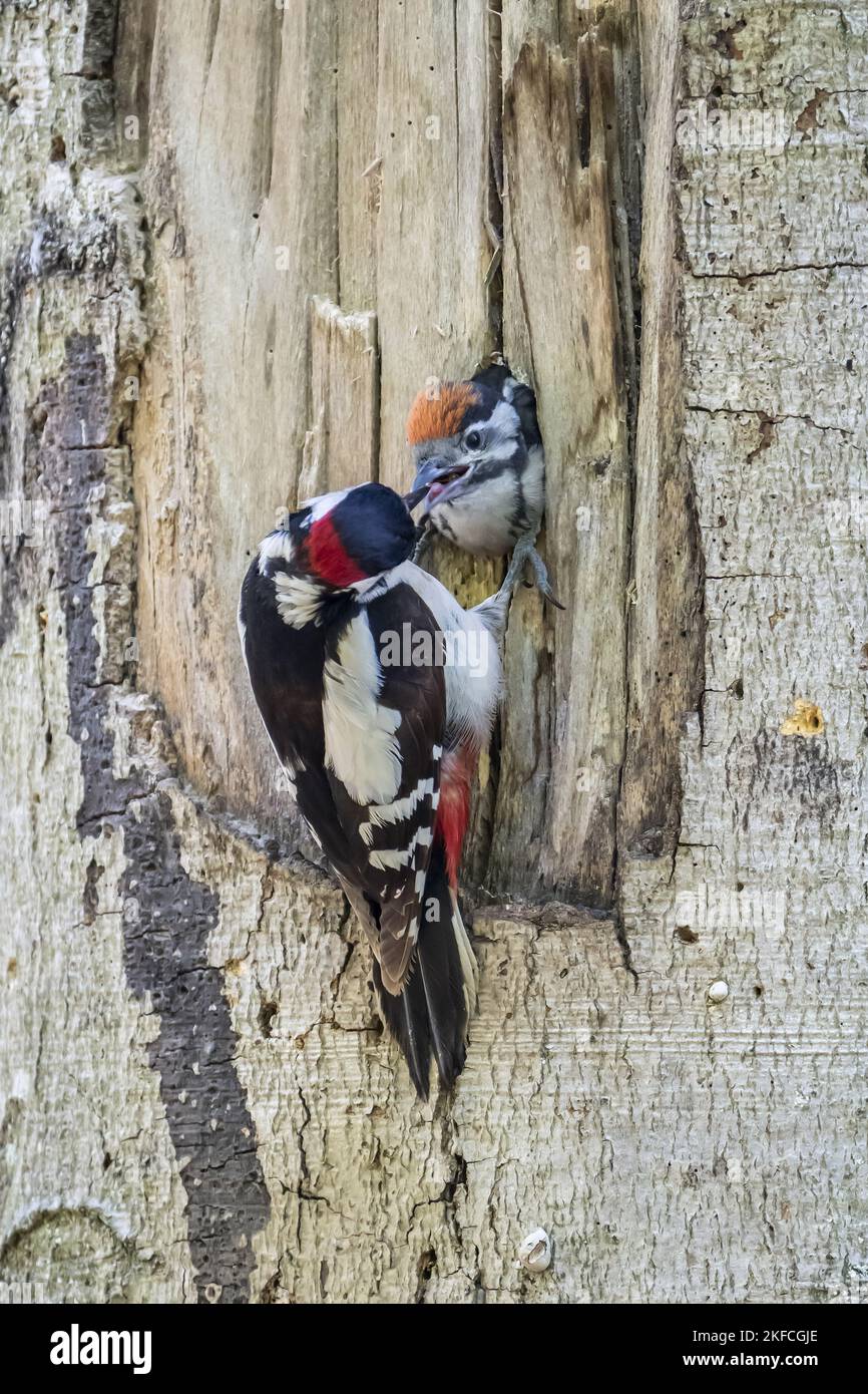 young great spotted woodpecker is fed Stock Photo - Alamy