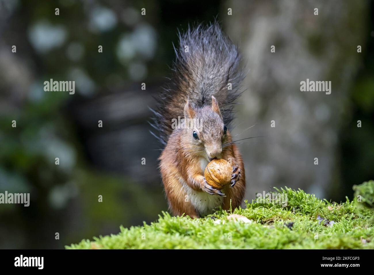 Eurasian red squirrel Stock Photo