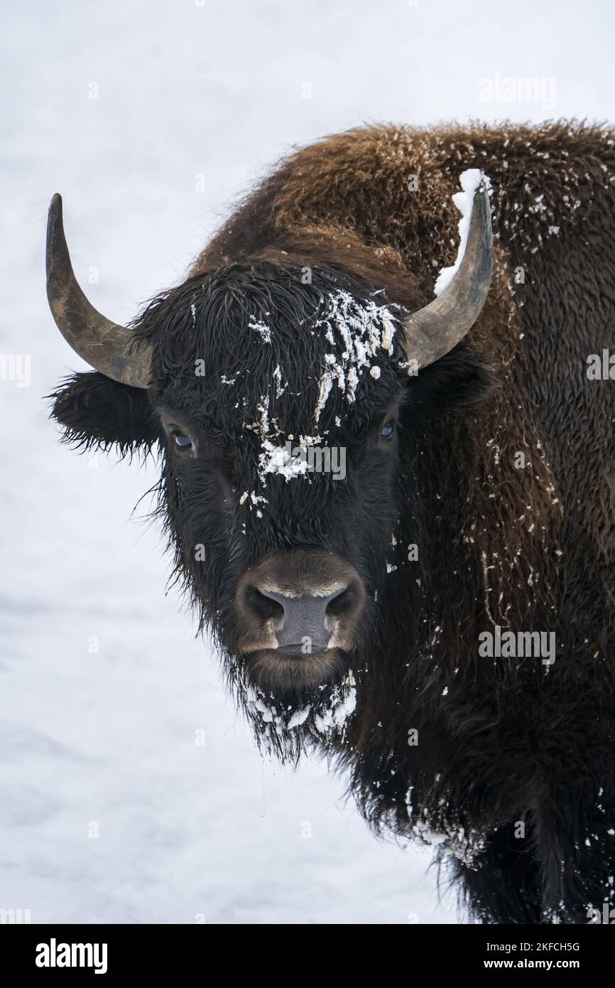american buffalo Stock Photo