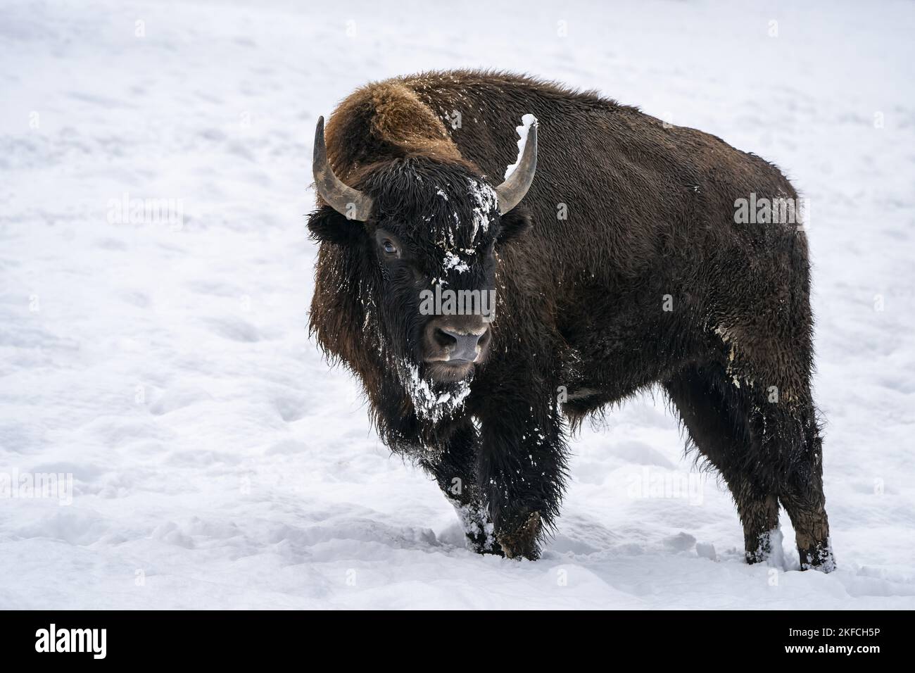 american buffalo Stock Photo