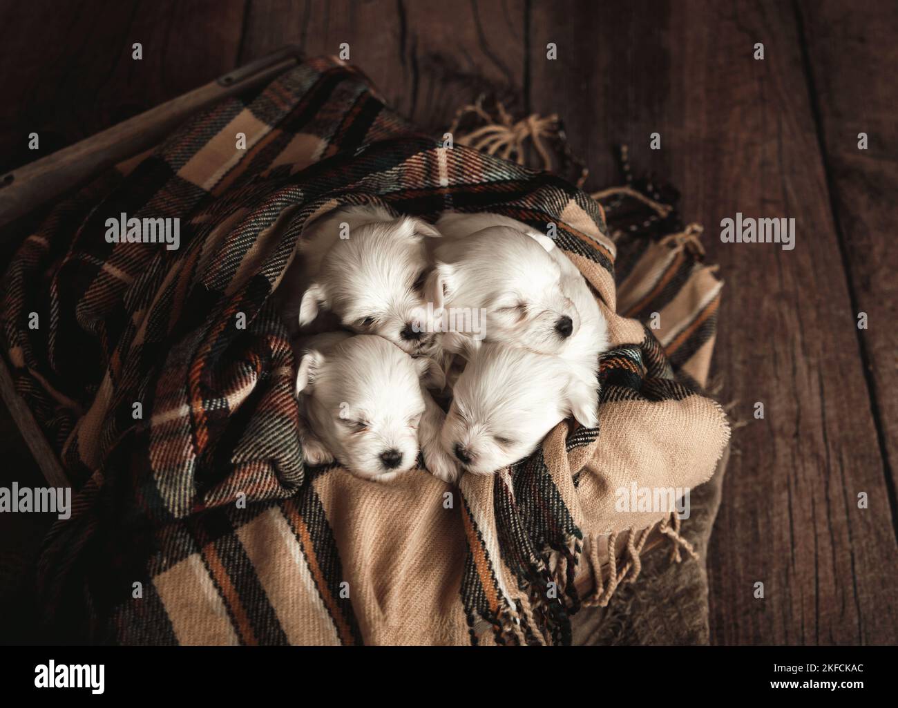 Adorable Puppies Cuddling Stock Photo