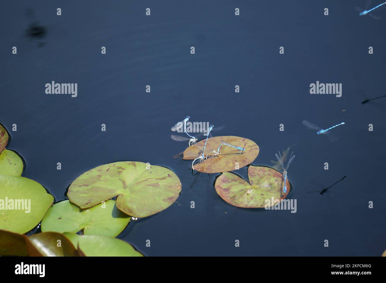 A closeup of Dragonflies on the leaves on a lake Stock Photo - Alamy