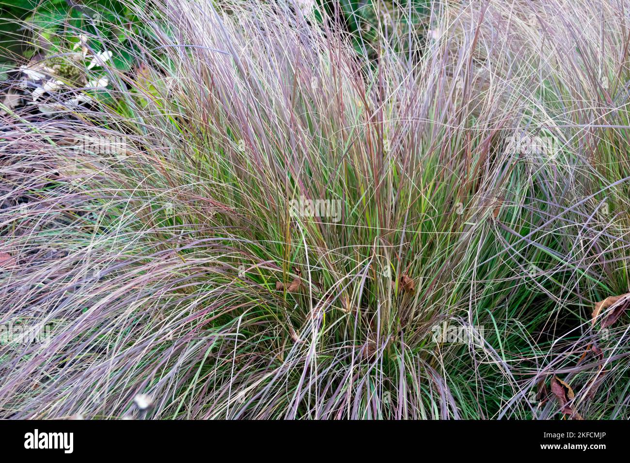 Lovegrass, Curved Lovegrass, Autumn, Garden, Grass, Stems, October, Plant, Eragrostis 'Totnes Burgundy' Eragrostis curvula Stock Photo