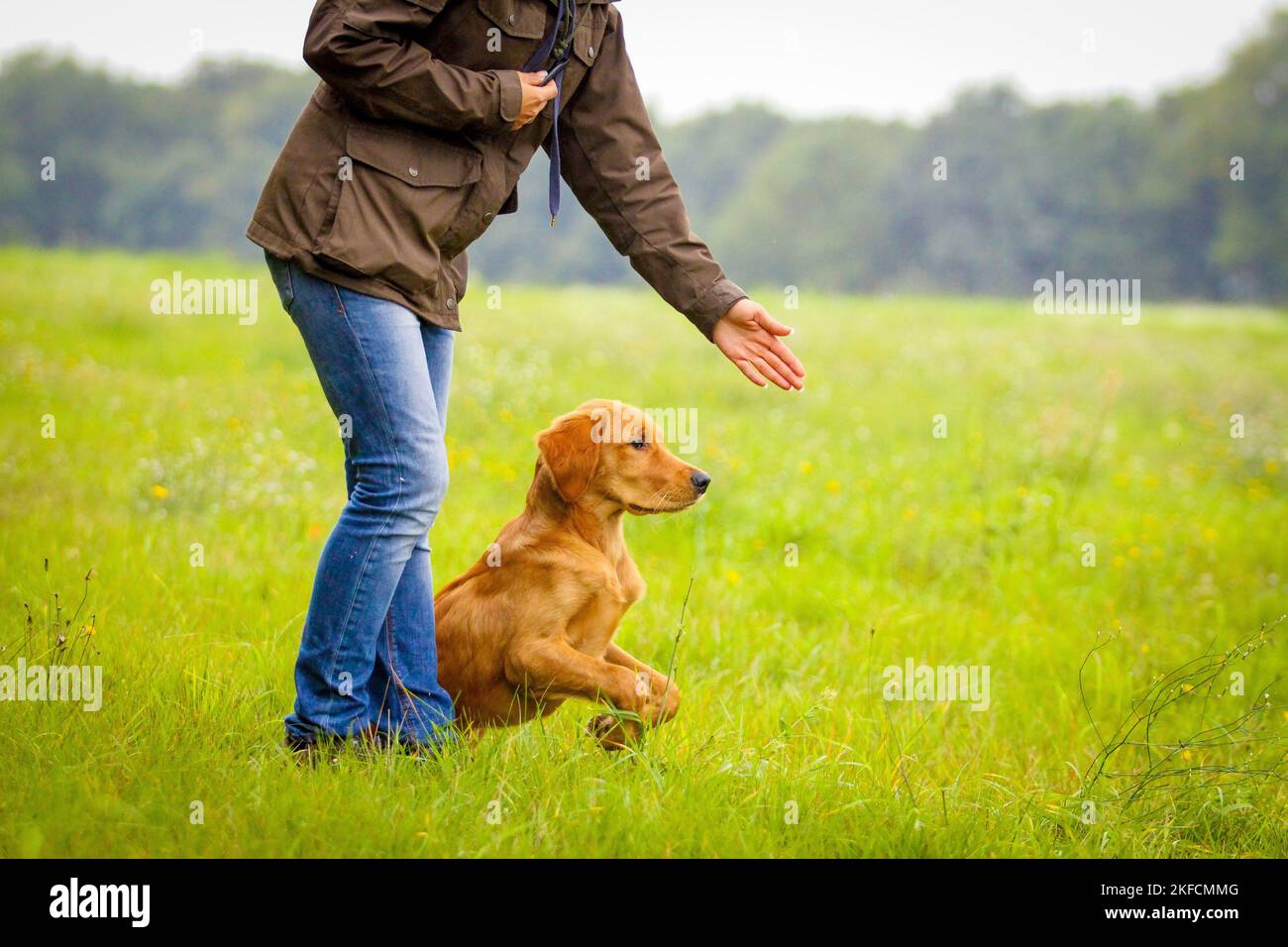 Golden Retriever at training Stock Photo Alamy
