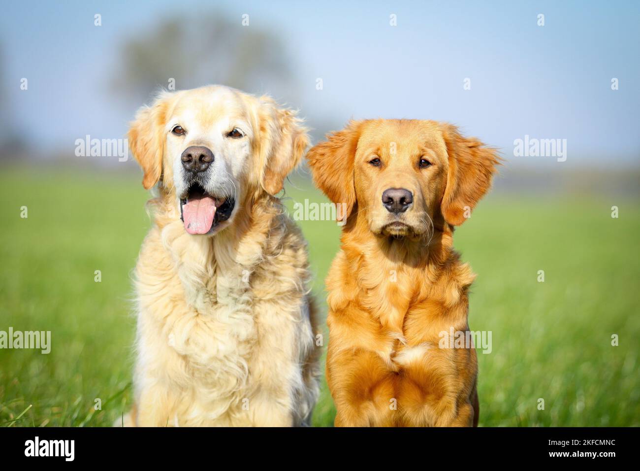 Double Golden R Golden Retriever double portrait Stock Photo - Alamy