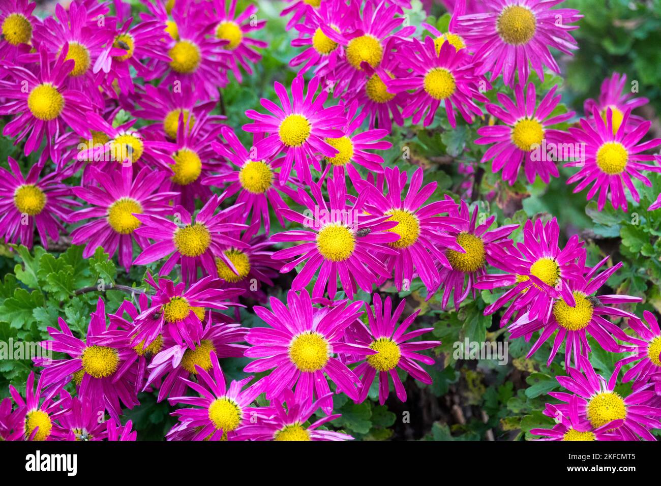 Garden, Chrysanthemums, Pink, Purple, Crimson, Yellow center, Chrysanthemum x rubellum 'Mrs Jessie Cooper' Stock Photo