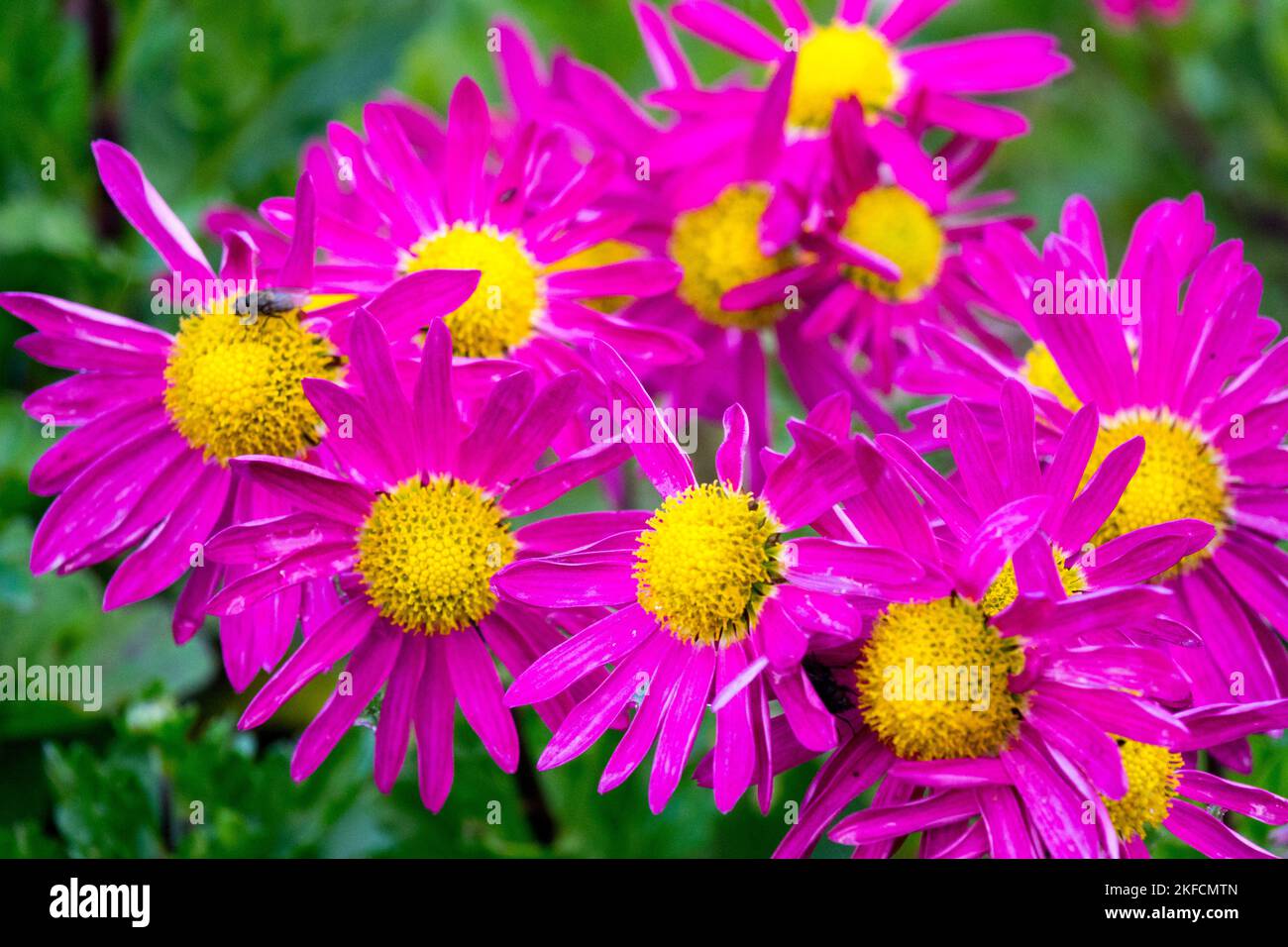 Chrysanthemum 'Mrs Jessie Cooper',Chrysanthemum x rubellum, Dendranthema, Autumn, Mum, Crimson yellow Center, Blooms Stock Photo
