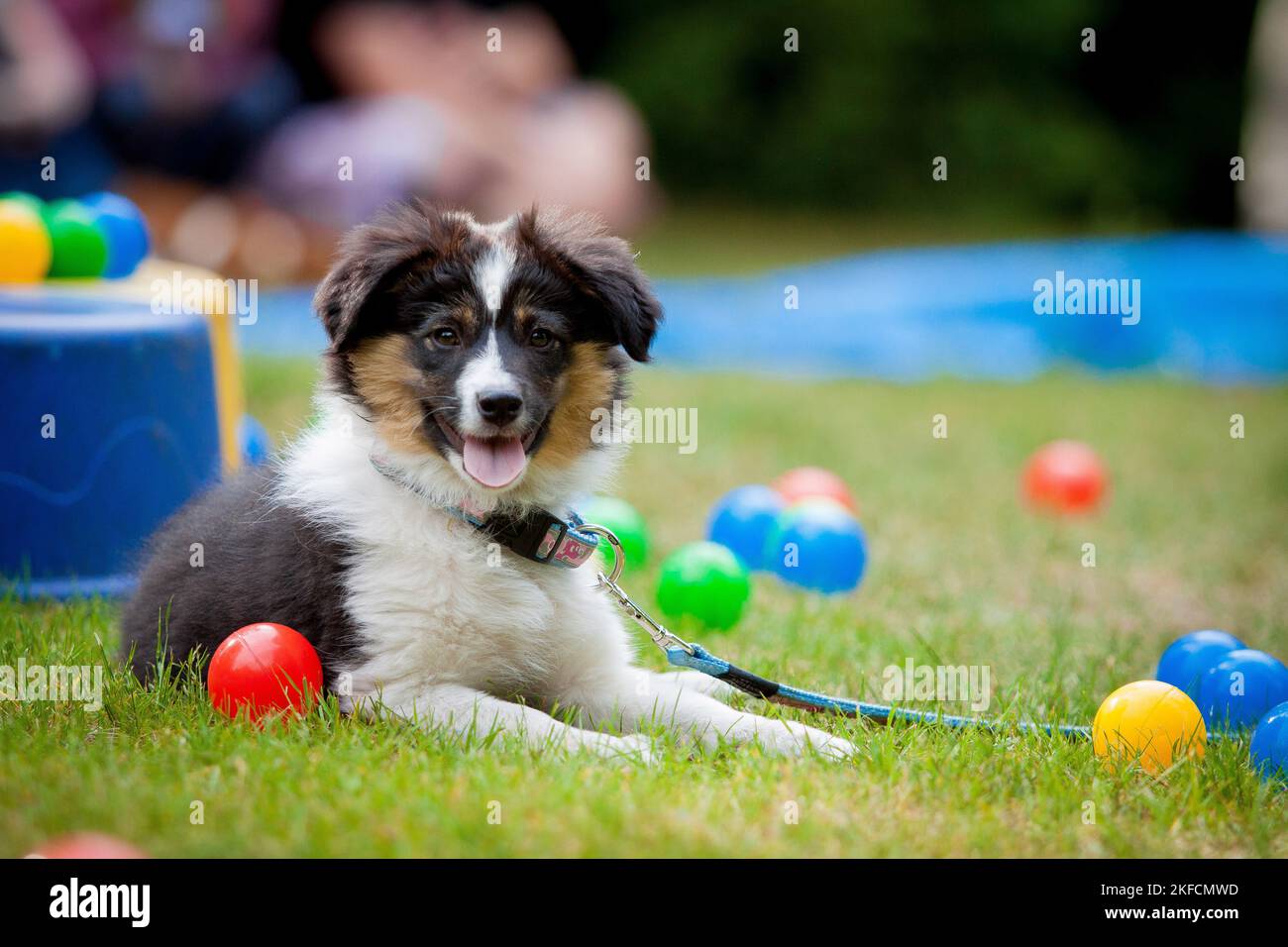 dog obedience school Stock Photo - Alamy