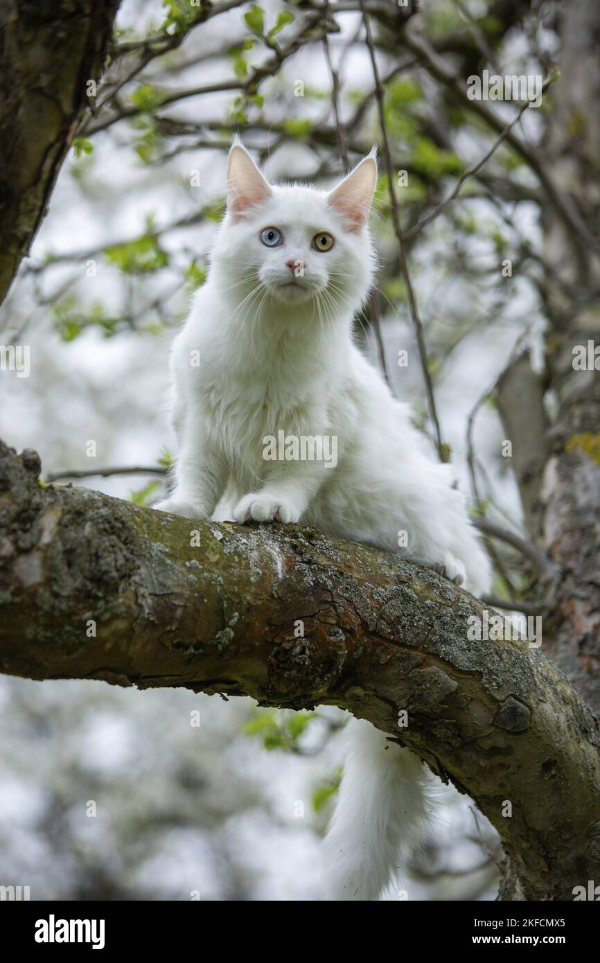 young white Maine Coon Stock Photo