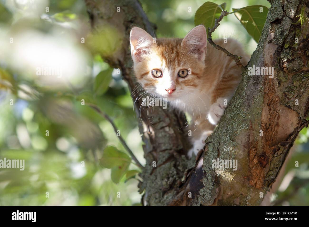 kitten on the tree Stock Photo - Alamy