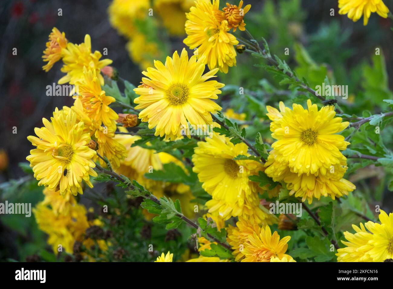 Yellow, Mums, Chrysanthemum Cottage Yellow, Autumn, Flowers, Chrysanthemum, Flower, October, Garden, Plant Stock Photo
