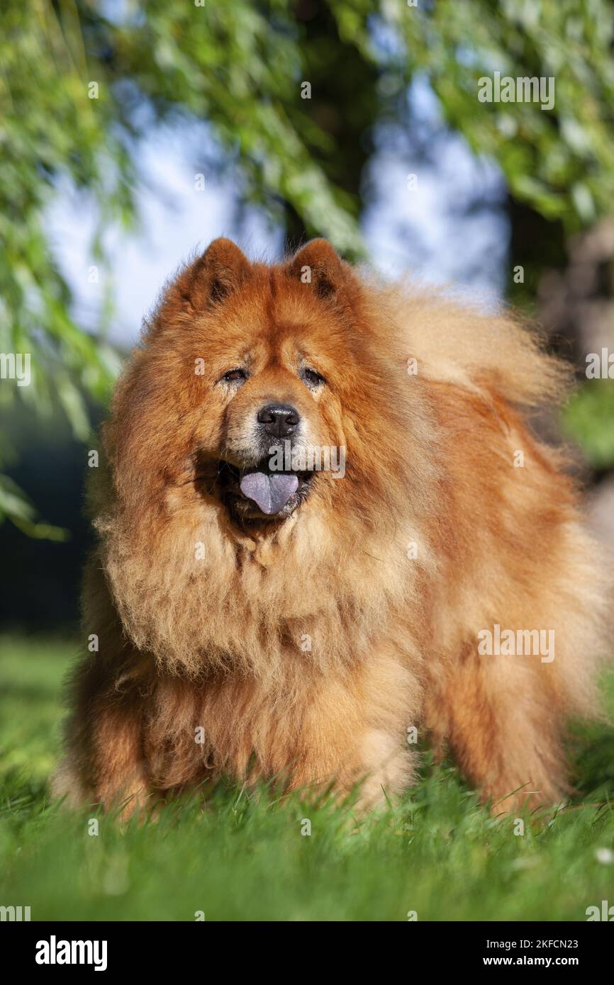 standing Chow Chow Stock Photo - Alamy
