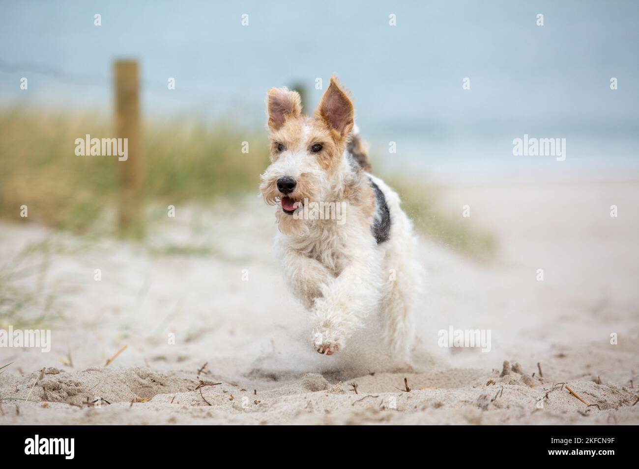 running Fox Terrier Stock Photo
