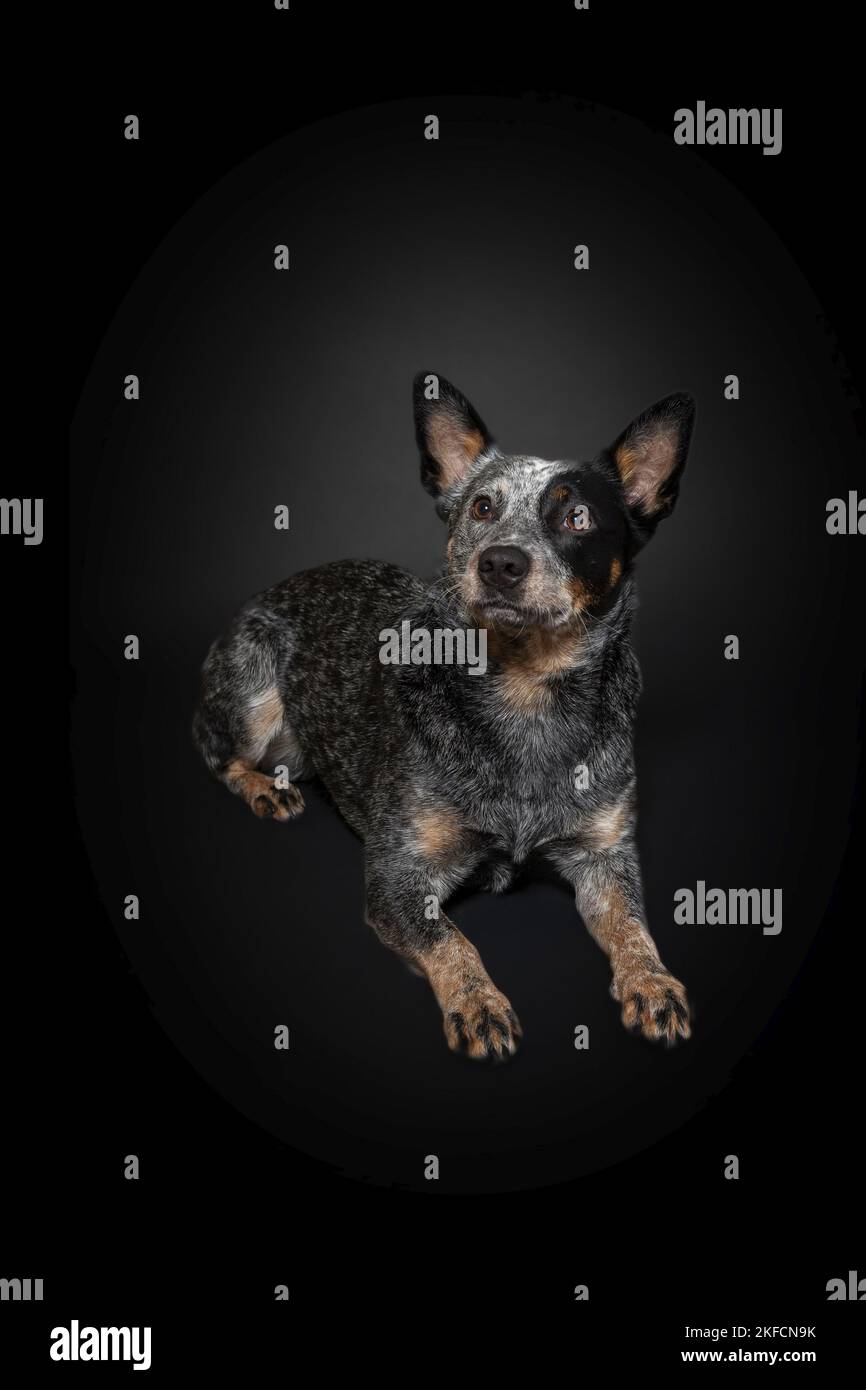 Astcd dog cheap