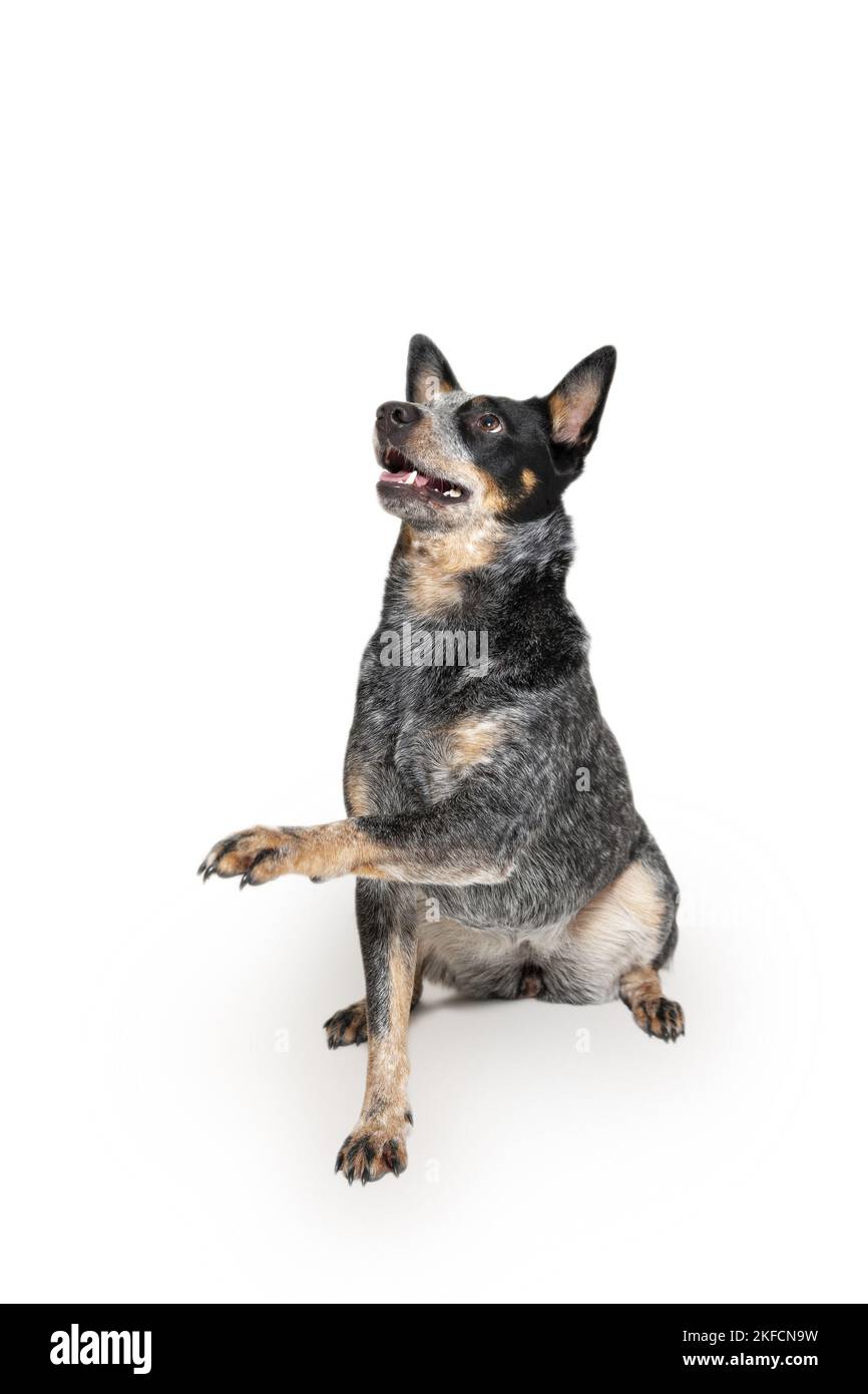 sitting Australian Stumpy Tail Cattle Dog Stock Photo