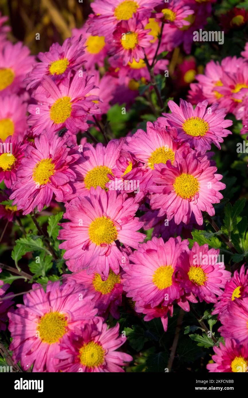 Pink, Mum, Chrysanthemum 'Dulwich Pink', Rose, Colour, Chrysanthemums, Mums, Dendranthema, Blooming, Autumn Stock Photo