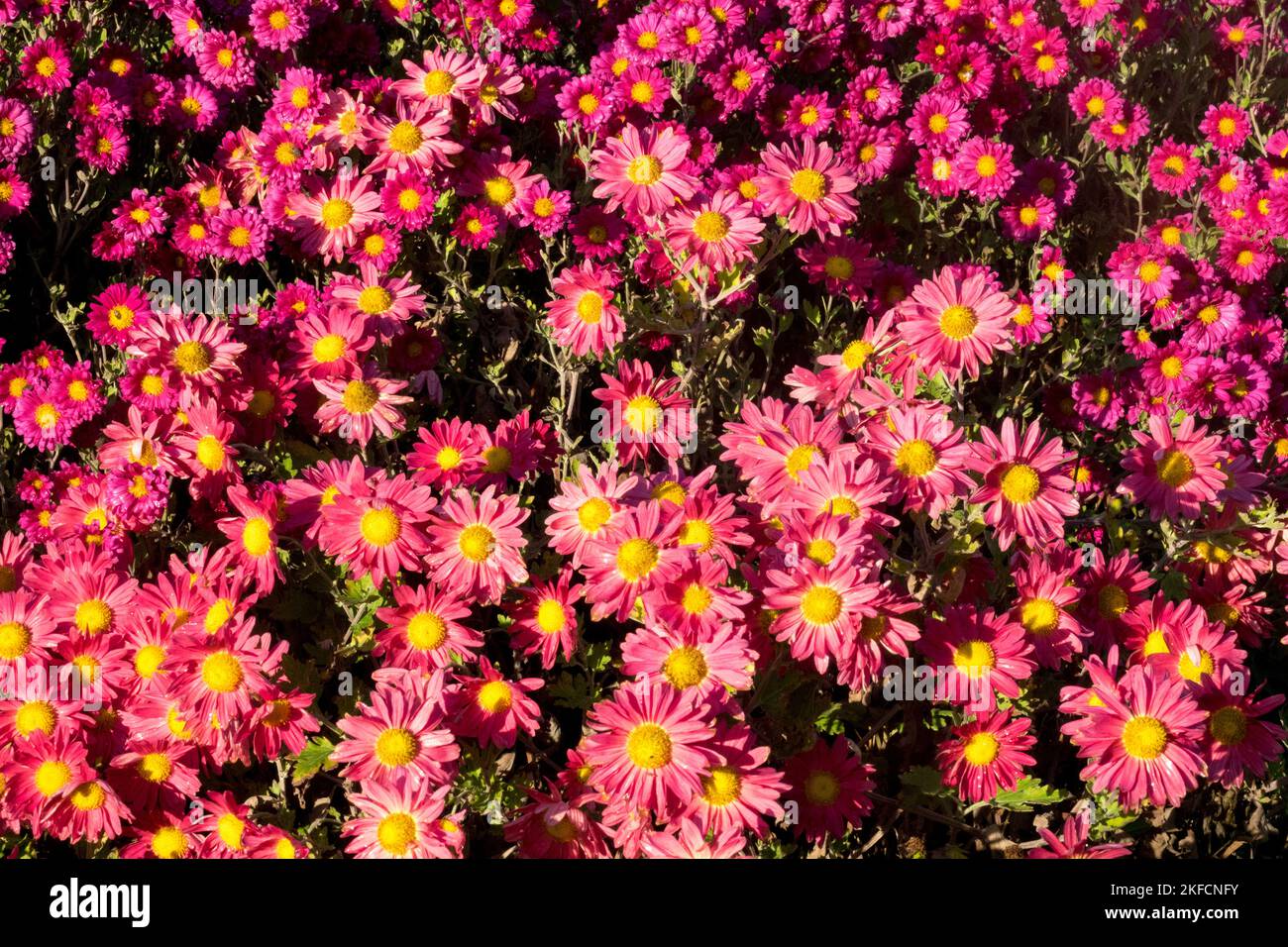 Autumn, Flowers, Red, Rose, Mums, Flowering, Dendranthema, Chrysanthemum, Season, Plants Chrysanthemum 'Herbstrose' Stock Photo