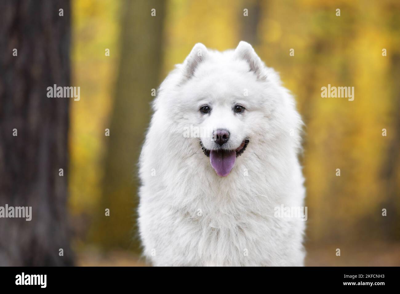 Samoyed Portrait Stock Photo