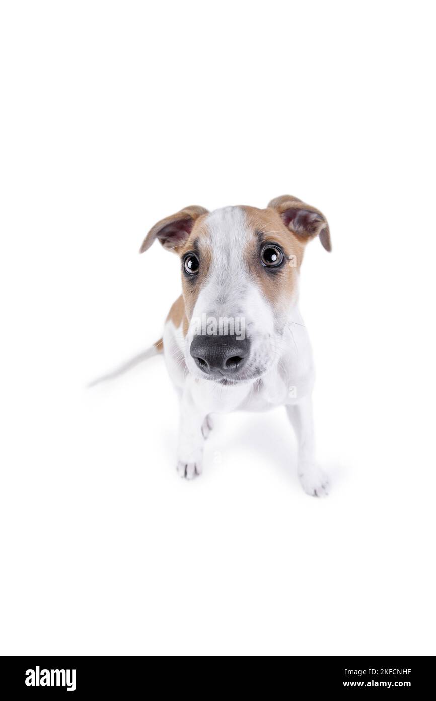 sighthound puppy Stock Photo