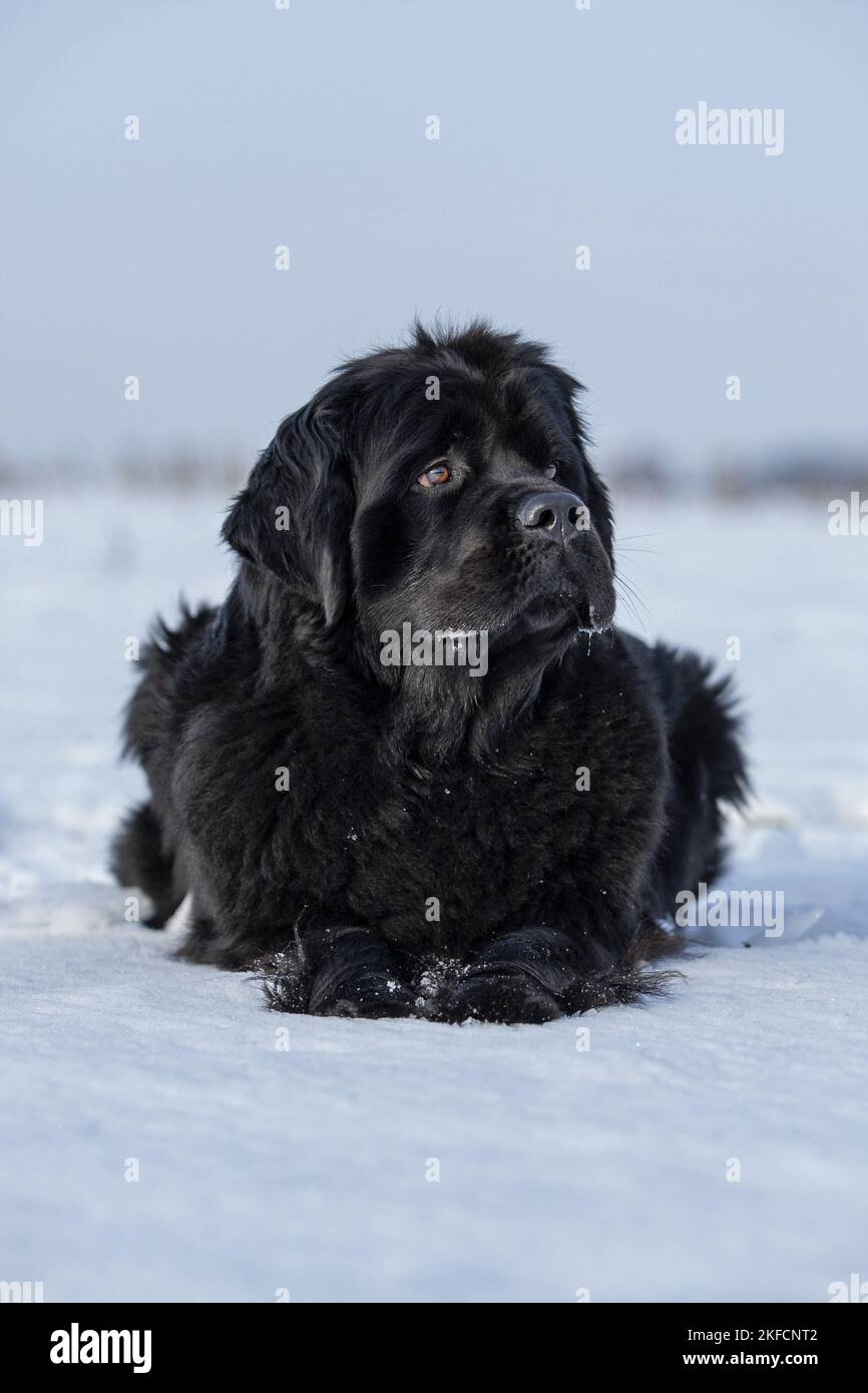 Newfoundland in the snow Stock Photo - Alamy