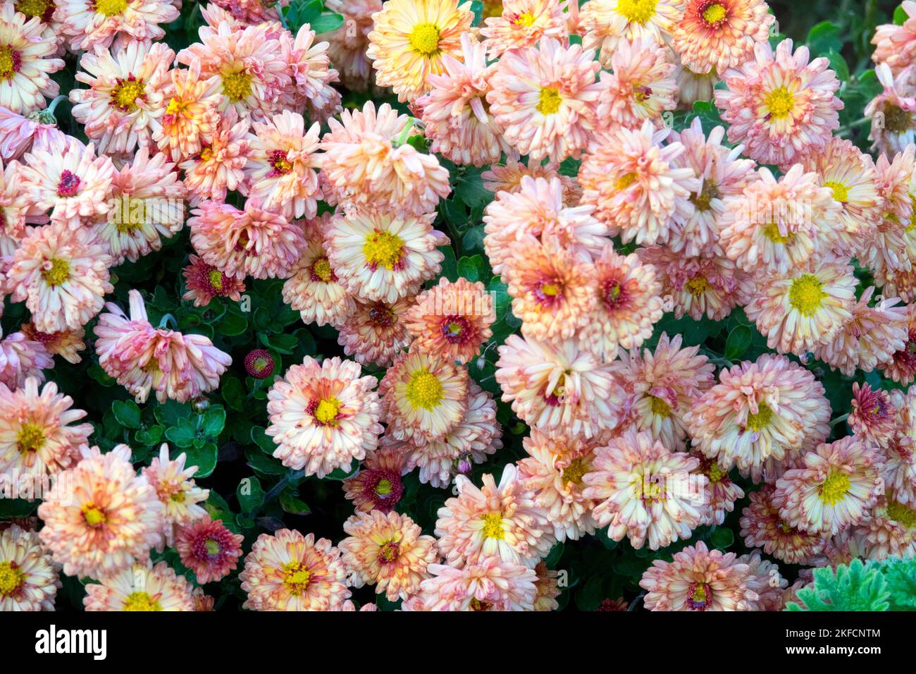 Autumn, Garden, Mums, Chrysanthemum Herbstbrokat Stock Photo