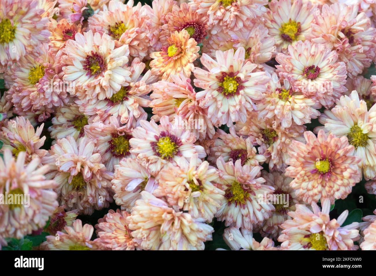 Beige, Mums, Chrysanthemum Herbstbrokat, Dendranthema, Autumn, Blooms, Garden, Mum, Flowers Stock Photo