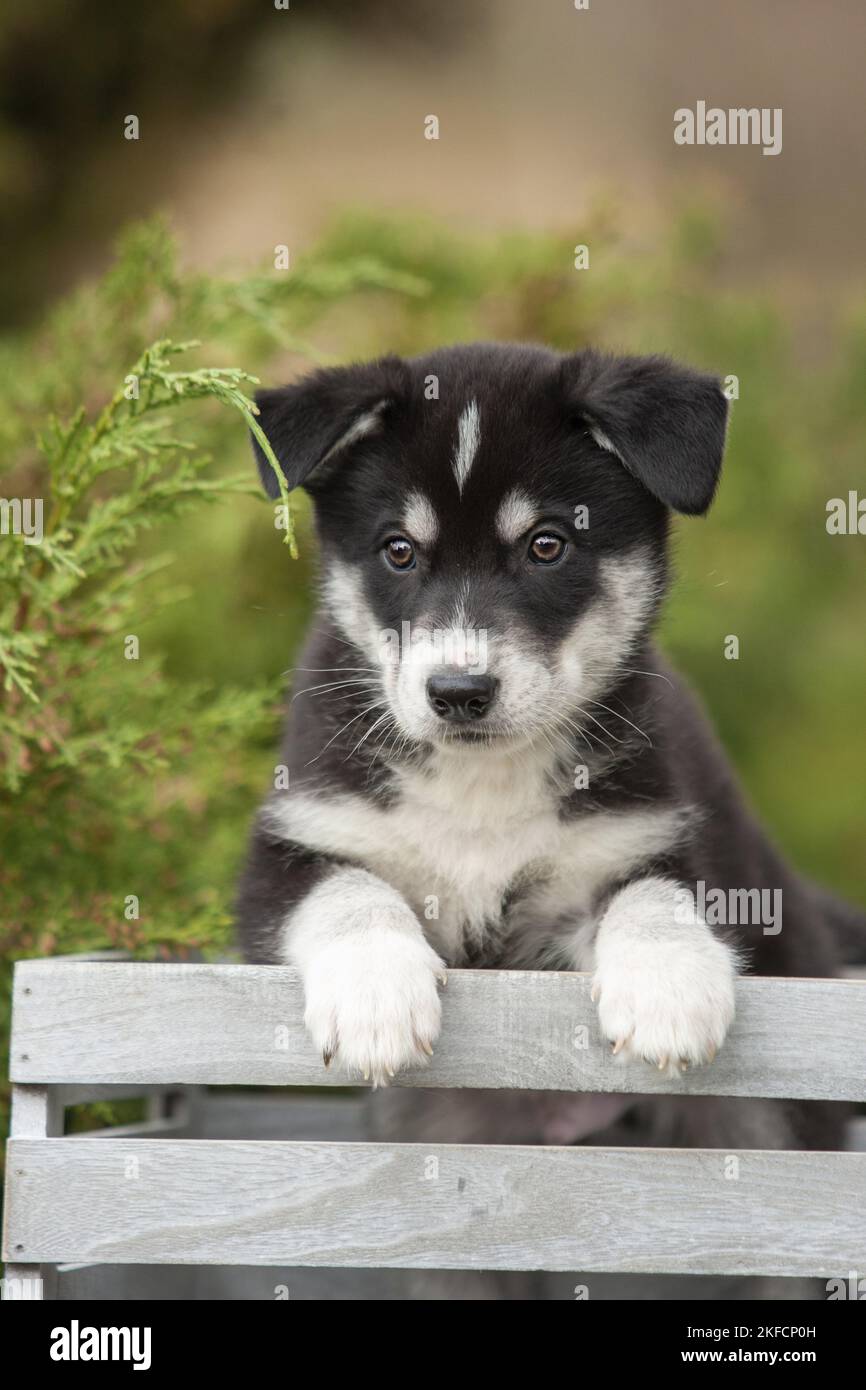 Husky Puppy Stock Photo