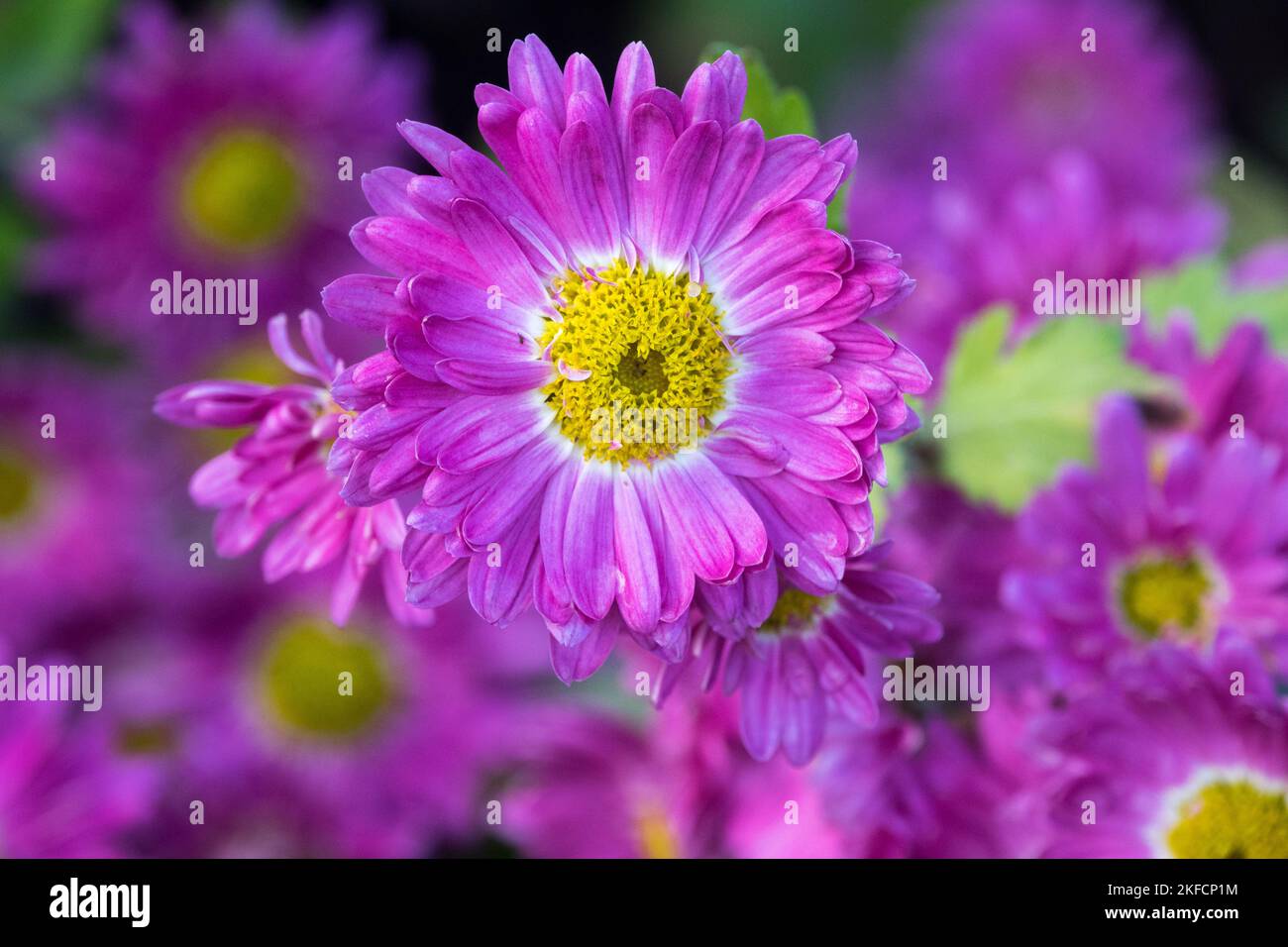 Purple, Mum, Chrysanthemum Yellow centre, Garden, Mums, Blooming, Flower, Close up, Chrysanthemum 'Corinna' bloom Stock Photo