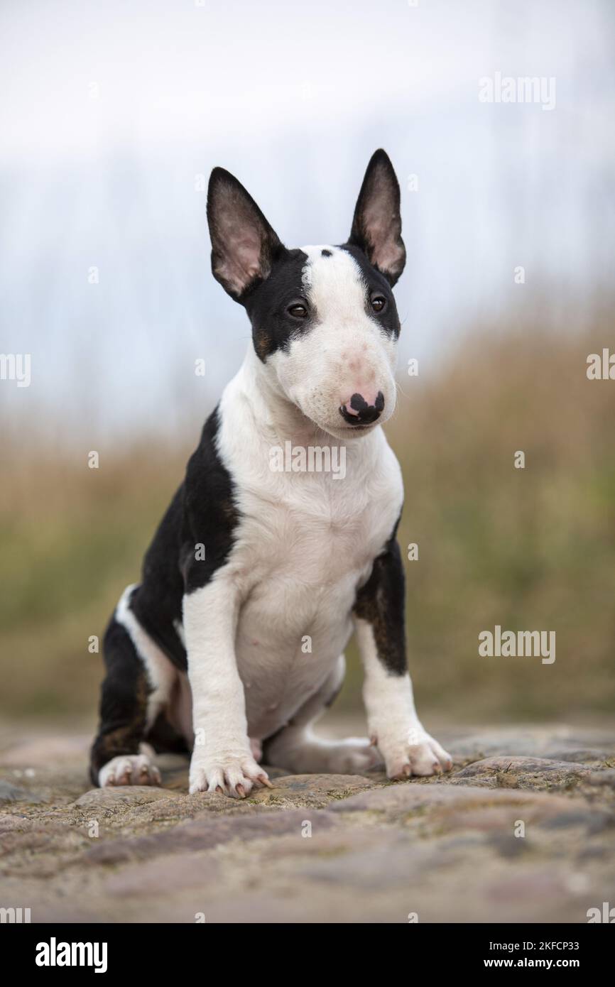 young Miniature Bullterrier Stock Photo