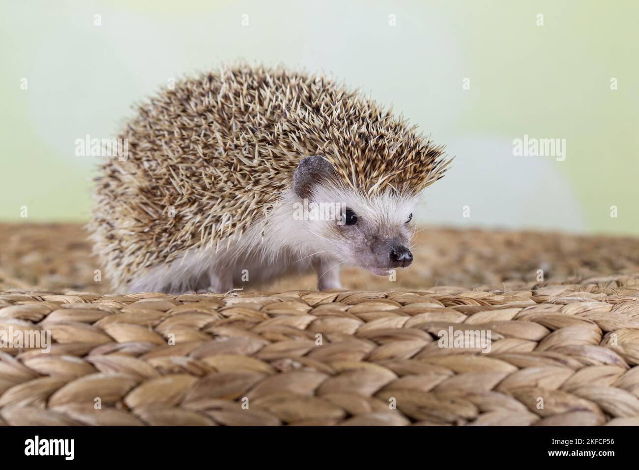 African pygmy hedgehog Stock Photo Alamy