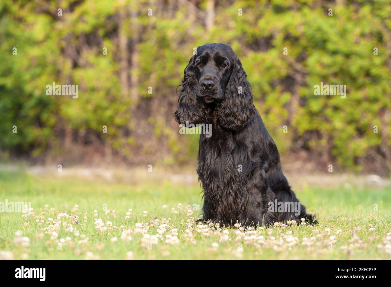 sitting English Cocker Spaniel Stock Photo