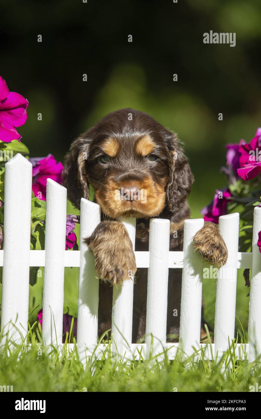 English Cocker Spaniel Puppy at fence Stock Photo