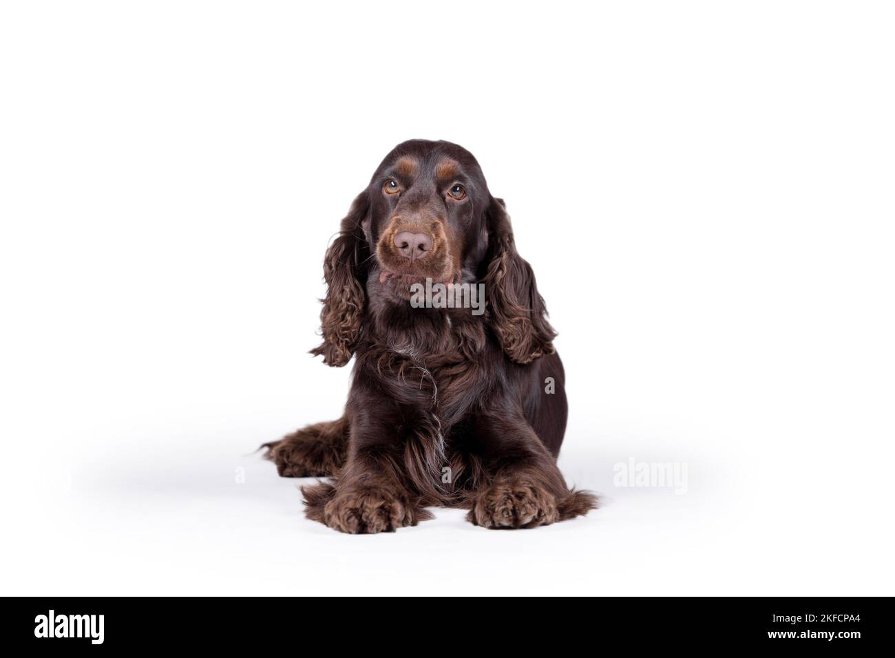 lying English Cocker Spaniel Stock Photo