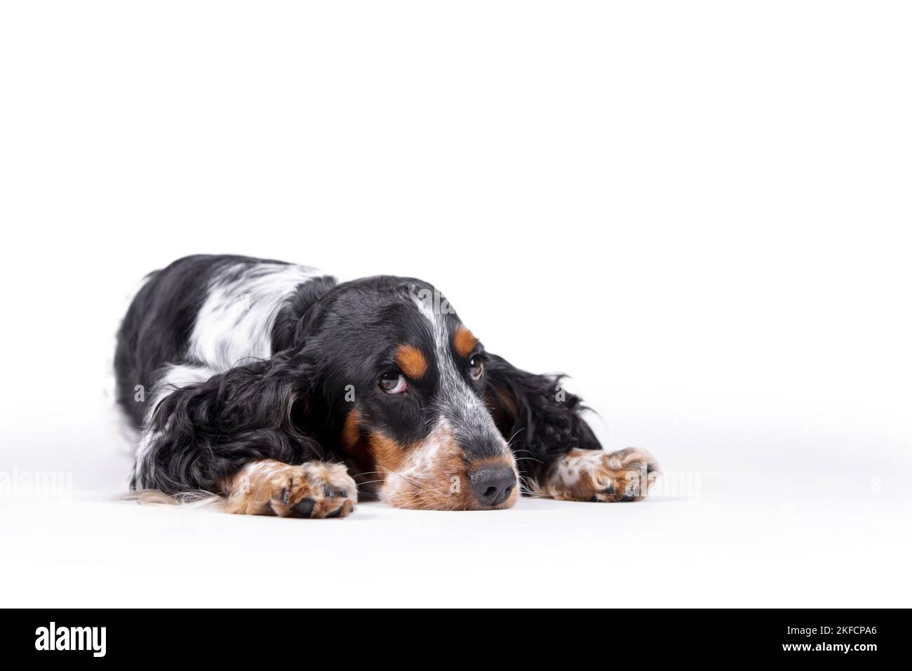 lying English Cocker Spaniel Stock Photo