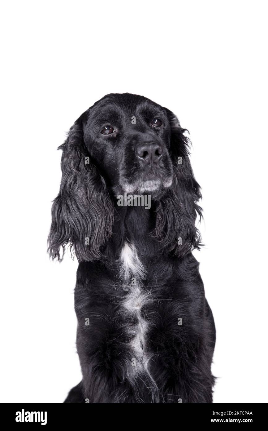 English Cocker Spaniel Portrait Stock Photo