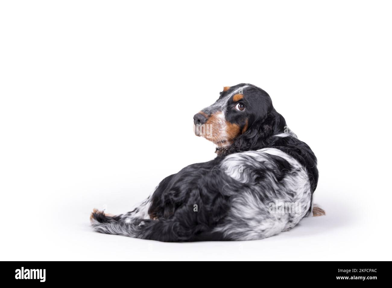 lying English Cocker Spaniel Stock Photo